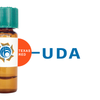 Urtica dioica Lectin (UDA) - Texas Red