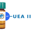 Ulex europaeus Lectin (UEA II) - AP (Alkaline Phosphatase)