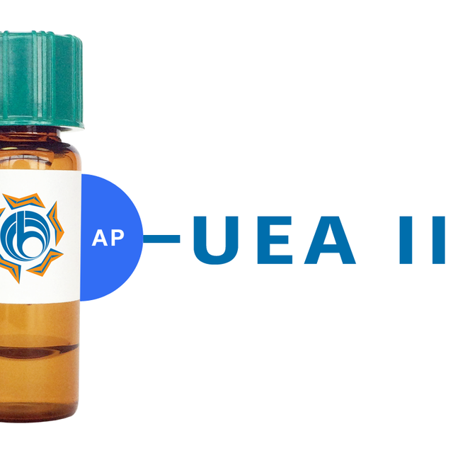 Ulex europaeus Lectin (UEA II) - AP (Alkaline Phosphatase)