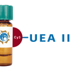 Ulex europaeus Lectin (UEA II) - Cy3