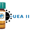 Ulex europaeus Lectin (UEA II) - Ferritin