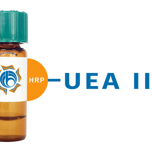 Ulex europaeus Lectin (UEA II) - HRP (Horseradish Peroxidase)