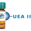 Ulex europaeus Lectin (UEA II) - Separopore&reg; 4B