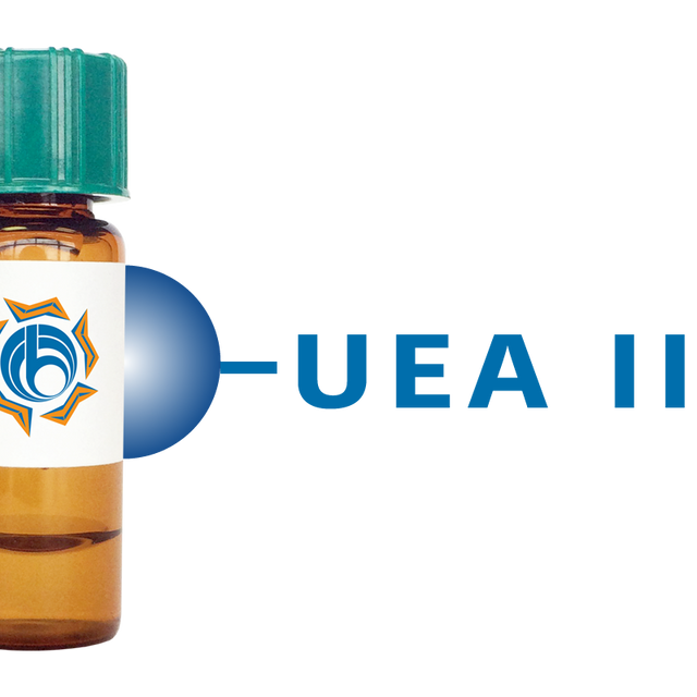 Ulex europaeus Lectin (UEA II) - Separopore® 4B