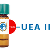Ulex europaeus Lectin (UEA II) - TRITC (Rhodamine)