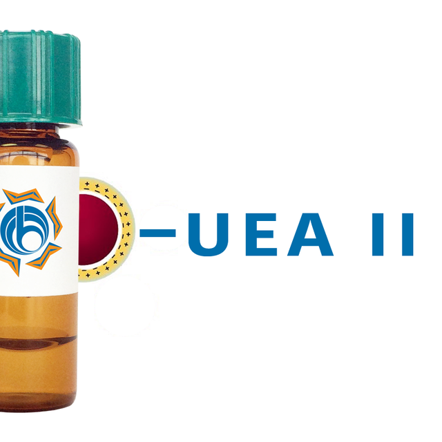 Ulex europaeus Lectin (UEA II) - Colloidal Gold