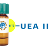 Ulex europaeus Lectin (UEA II) - FITC (Fluorescein)