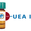 Ulex europaeus Lectin (UEA I) - Cy3