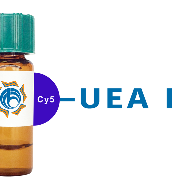 Ulex europaeus Lectin (UEA I) - Cy5