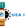 Ulex europaeus Lectin (UEA I) - Ferritin