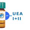Ulex europaeus Lectin (UEA I+II) - AP (Alkaline Phosphatase)