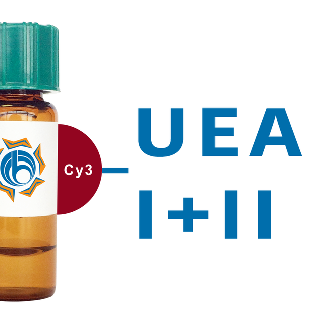 Ulex europaeus Lectin (UEA I+II) - Cy3