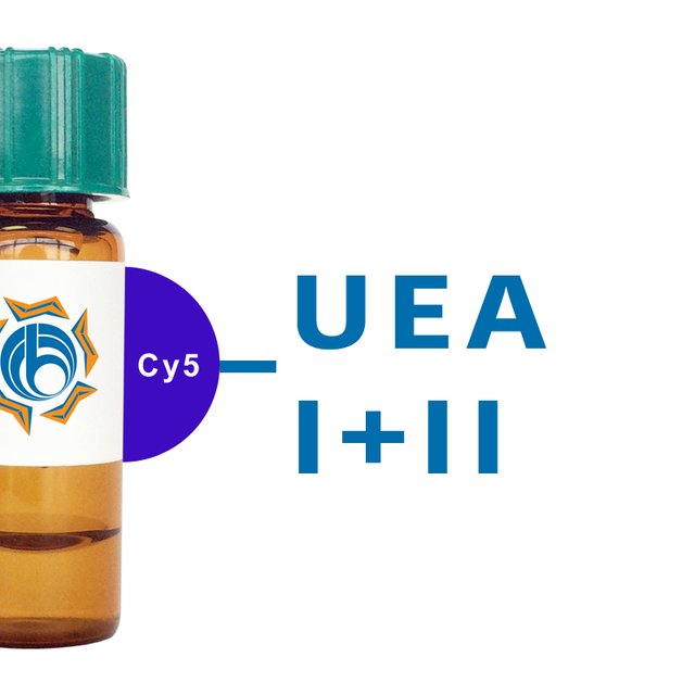 Ulex europaeus Lectin (UEA I+II) - Cy5