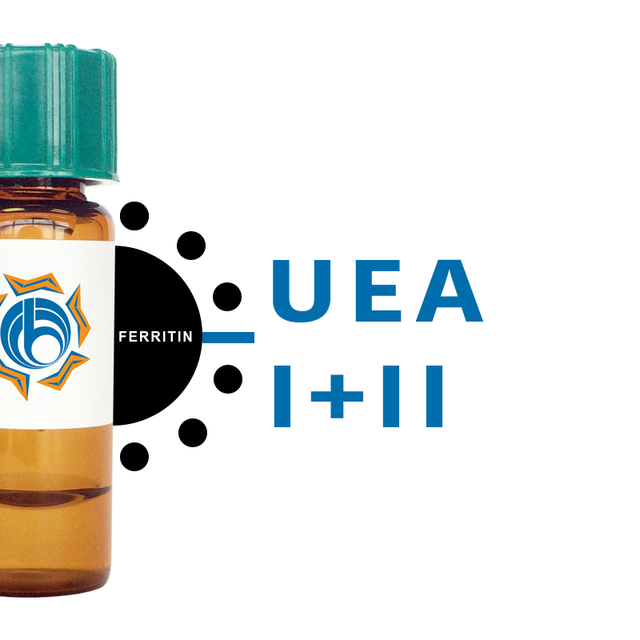 Ulex europaeus Lectin (UEA I+II) - Ferritin