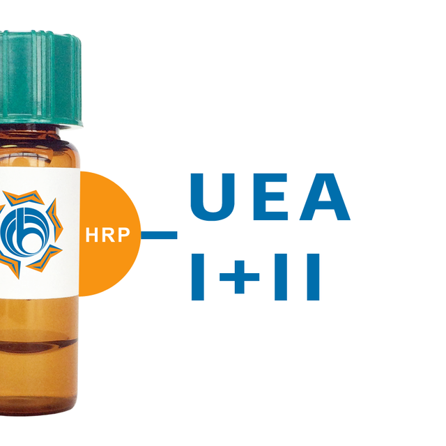 Ulex europaeus Lectin (UEA I+II) - HRP (Horseradish Peroxidase)