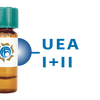 Ulex europaeus Lectin (UEA I+II) - Separopore&reg; 4B