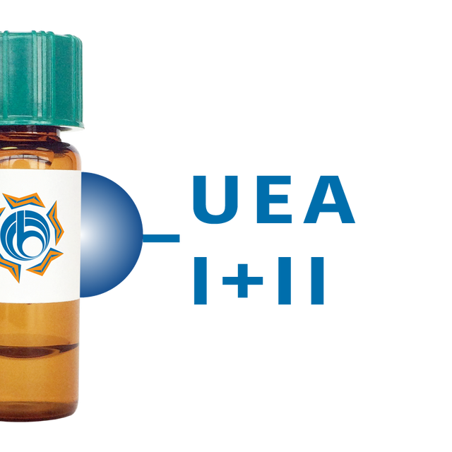 Ulex europaeus Lectin (UEA I+II) - Separopore® 4B