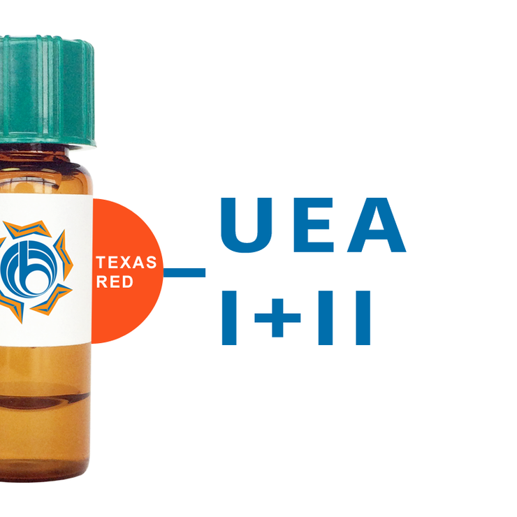 Ulex europaeus Lectin (UEA I+II) - Texas Red