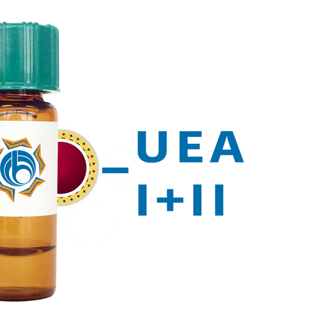 Ulex europaeus Lectin (UEA I+II) - Colloidal Gold