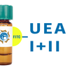 Ulex europaeus Lectin (UEA I+II) - FITC (Fluorescein)