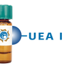 Ulex europaeus Lectin (UEA I) - Separopore&reg; 4B