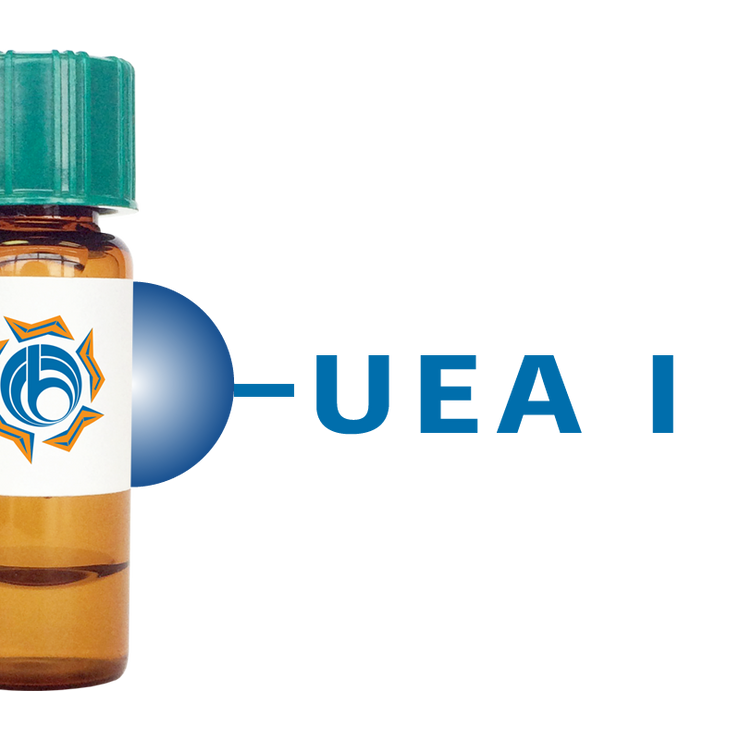 Ulex europaeus Lectin (UEA I) - Separopore® 4B