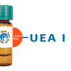 Ulex europaeus Lectin (UEA I) - Texas Red