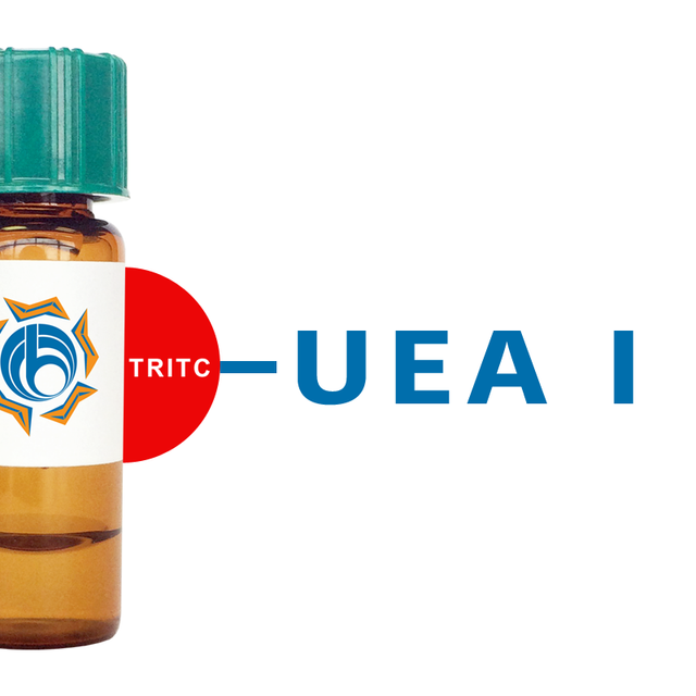 Ulex europaeus Lectin (UEA I) - TRITC (Rhodamine)