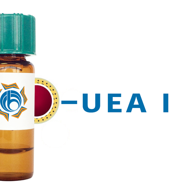 Ulex europaeus Lectin (UEA I) - Colloidal Gold