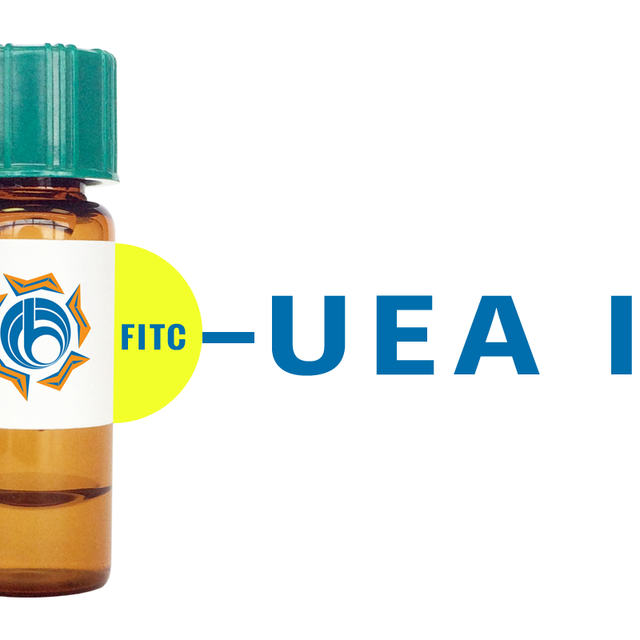 Ulex europaeus Lectin (UEA I) - FITC (Fluorescein)