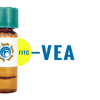 Vicia ervilia Lectin (VEA) - FITC (Fluorescein)