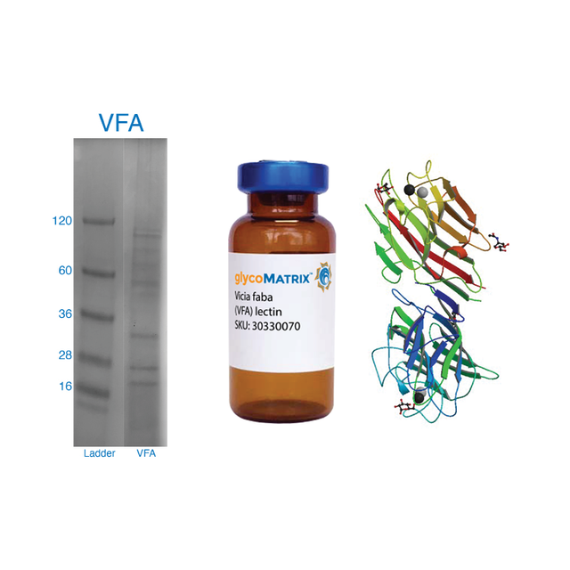 Vicia faba Lectin (VFA) - Pure