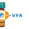 Vicia faba Lectin (VFA) - HRP (Horseradish Peroxidase)