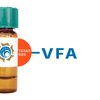 Vicia faba Lectin (VFA) - Texas Red