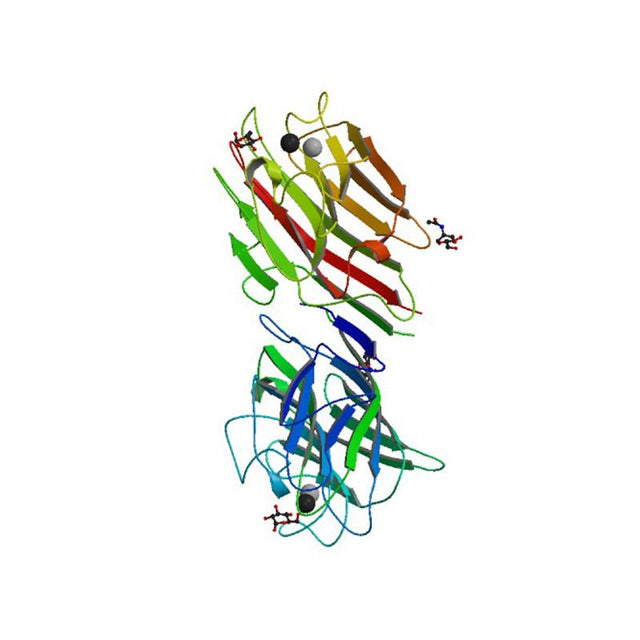 Vicia faba Lectin (VFA) - Semi-Pure