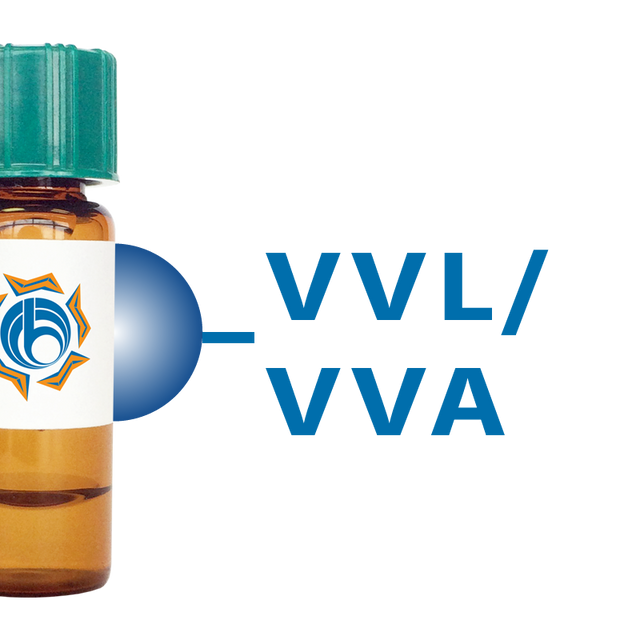 Vicia villosa Lectin (VVL/VVA) - Separopore® 4B