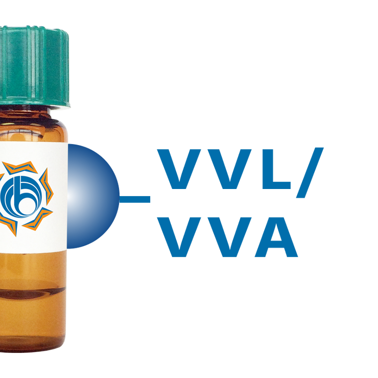 Vicia villosa Lectin (VVL/VVA) - Separopore® 4B