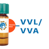 Vicia villosa Lectin (VVL/VVA) - Texas Red