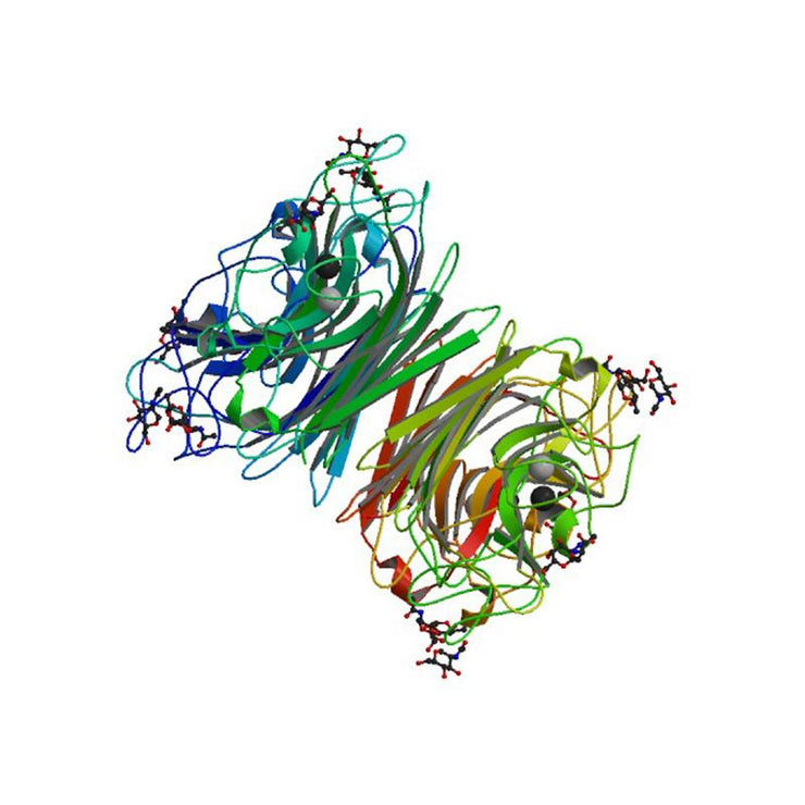 Vicia villosa Lectin (VVL/VVA) - Semi-Pure