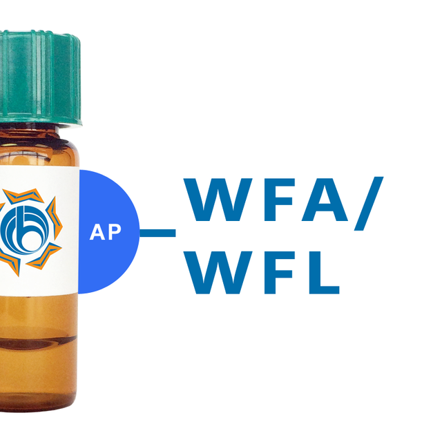 Wisteria floribunda Lectin (WFA/WFL) - AP (Alkaline Phosphatase)