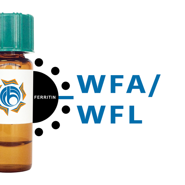 Wisteria floribunda Lectin (WFA/WFL) - Ferritin