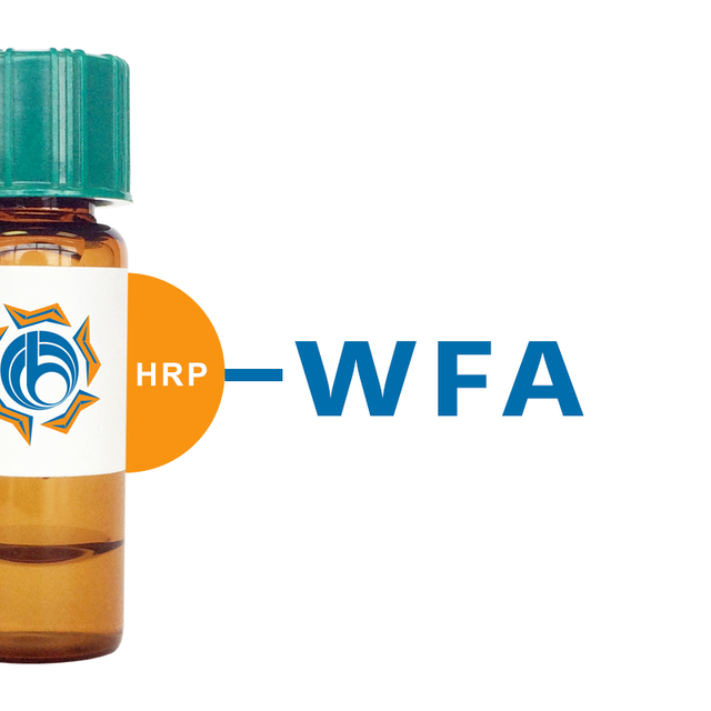 Wisteria floribunda Lectin (WFA/WFL) - HRP (Horseradish Peroxidase)