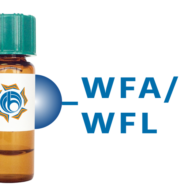 Wisteria floribunda Lectin (WFA/WFL) - Separopore® 4B