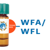 Wisteria floribunda Lectin (WFA/WFL) - Texas Red