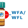 Wisteria floribunda Lectin (WFA/WFL) - TRITC (Rhodamine)