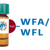 Wisteria floribunda Lectin (WFA/WFL) - Cy3