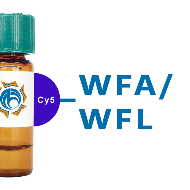 Wisteria floribunda Lectin (WFA/WFL) - Cy5