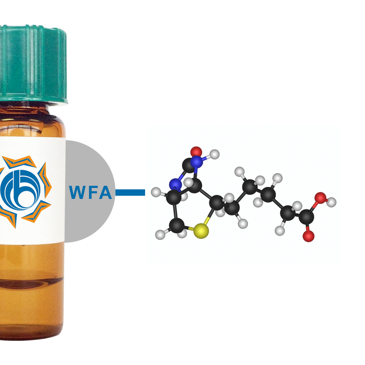 Wisteria floribunda Lectin (WFA/WFL) - Biotinylated