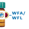Wisteria floribunda Lectin (WFA/WFL) - Colloidal Gold