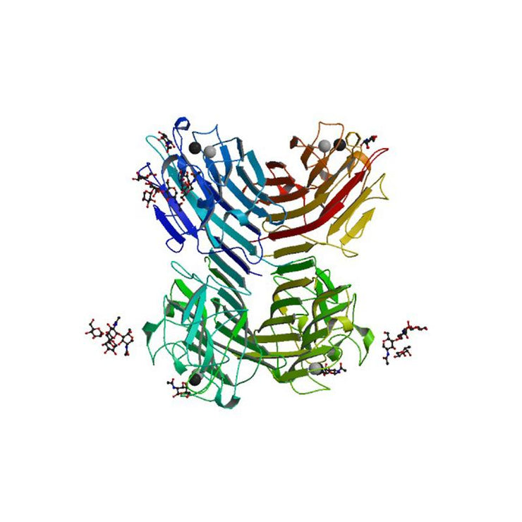 Wisteria floribunda Lectin (WFA/WFL) - Semi-Pure